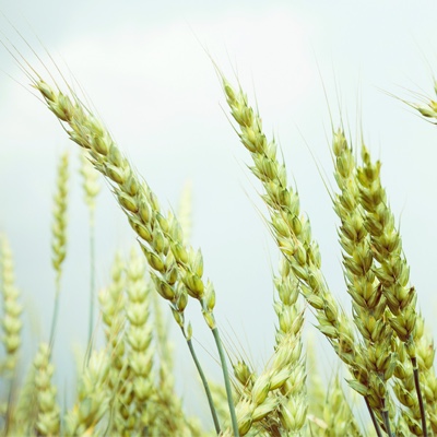 Gras
