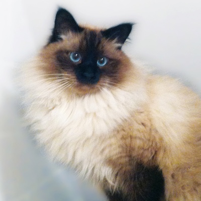 Katze