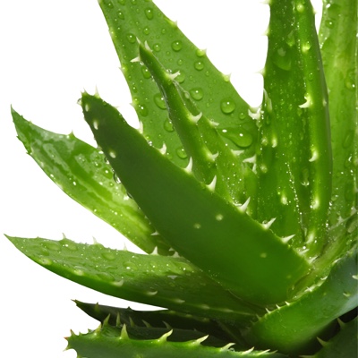 Aloe Vera Aloe Vera